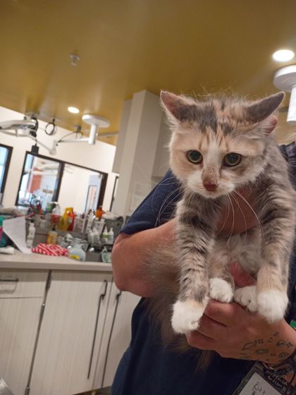 Shelter Stray Female Cat last seen Near Willis Mill Rd SW, Atlanta, GA, 1251 Fulton Industrial Blvd NW, Atlanta, GA 30336, USA