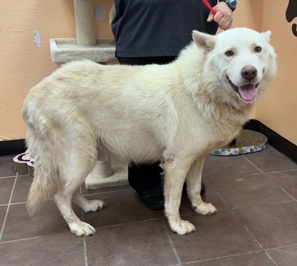 Shelter Stray Male Dog last seen W Henderson, District 2 - West Cleburne, TX, 2375 Service Dr, Cleburne, TX 76033, USA