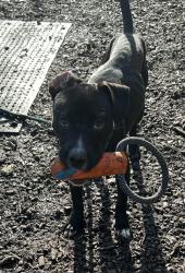Shelter Stray Male Dog last seen Near Glenwood Road Decatur, 30032, 30032, GA, 3280 Chamblee Dunwoody Rd, Chamblee, GA 30341, USA
