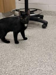 Shelter Stray Male Cat last seen Near Elnino St, 21224, MD, 2490 Giles Rd, Baltimore, MD 21225, USA