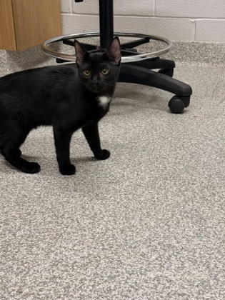 Shelter Stray Male Cat last seen Near Elnino St, 21224, MD, 2490 Giles Rd, Baltimore, MD 21225, USA