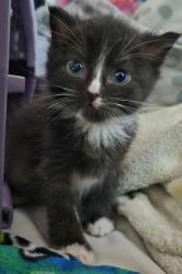Shelter Stray Male Cat last seen E Tulare Ave & N Locan Ave, Fresno Zone Fresno CO 4 93737, CA, 1510 W Dan Ronquillo Dr, Fresno, CA 93706, USA