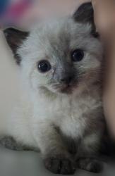 Shelter Stray Female Cat last seen E Tulare Ave & N Locan Ave, Fresno Zone Fresno CO 4 93737, CA, 1510 W Dan Ronquillo Dr, Fresno, CA 93706, USA
