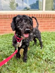 Shelter Stray Male Dog last seen Lorton, VA 22079, Jandell Rd, Fairfax County, VA, 4500 West Ox Rd, Fairfax, VA 22030, USA