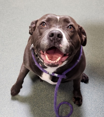 Shelter Stray Female Dog last seen Herndon, VA, 20171, Angeline Dr & Spofford Rd, Fairfax County, VA, 4500 West Ox Rd, Fairfax, VA 22030, USA