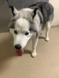 Shelter Stray Female Dog last seen Near Las Vegas Trail, West District, TX, 355 Hillshire Dr, Haslet, TX 76052, USA