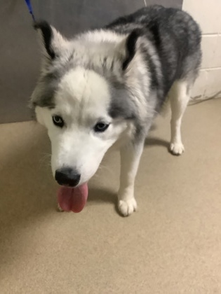 Shelter Stray Female Dog last seen Near Las Vegas Trail, West District, TX, 355 Hillshire Dr, Haslet, TX 76052, USA