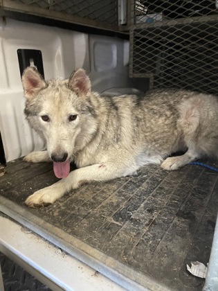 Shelter Stray Female Dog last seen 500-blk. Allen Ave., Duncanville, TX, 1150 E Pleasant Run Rd, Cedar Hill, TX 75104, USA