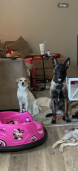 Reunited Male Dog last seen Heritage way, Cameron, NC 28326