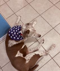 Lost Male Dog last seen Thornydale and lambert lane, Pima County, AZ 85742