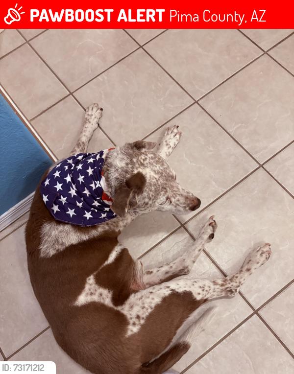 Lost Male Dog last seen Thornydale and lambert lane, Pima County, AZ 85742