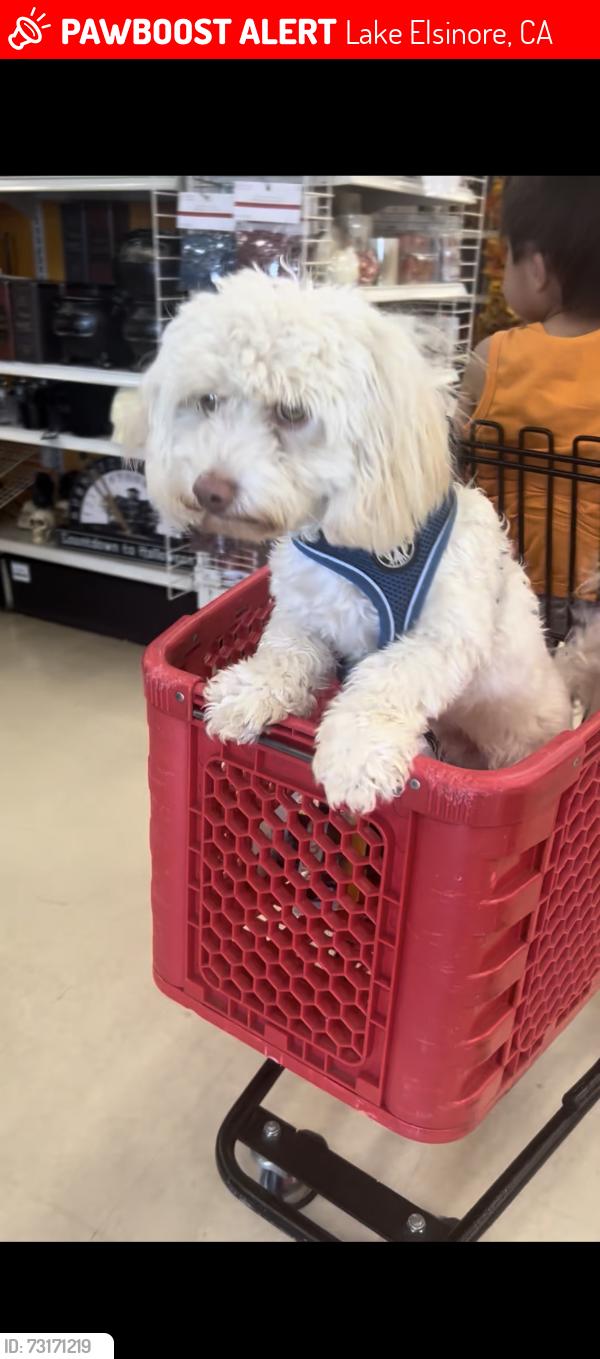 Lost Male Dog last seen Corydon and Palomar, Lake Elsinore, CA 92532