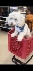 Lost Male Dog last seen Corydon and Palomar, Lake Elsinore, CA 92532