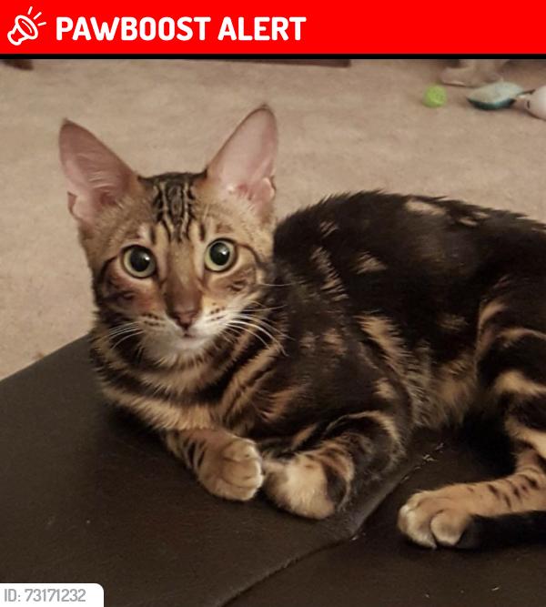 Lost Female Cat last seen Sher ln and Edinger, Huntington Beach, CA 92647