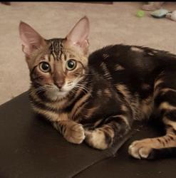 Lost Female Cat last seen Sher ln and Edinger, Huntington Beach, CA 92647