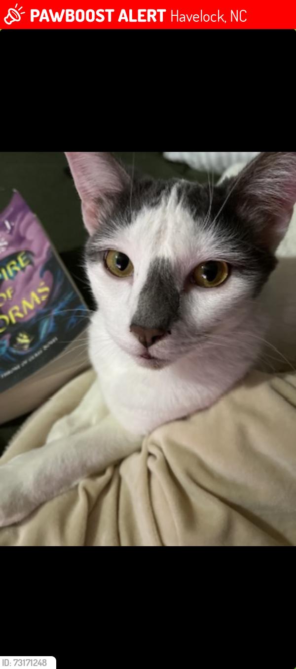 Lost Male Cat last seen Indian way and running branch, Havelock, NC 28532