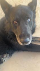 Found/Stray Male Dog last seen Church, Perris, CA 92570