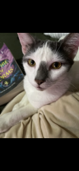 Lost Male Cat last seen Indian way and running branch, Havelock, NC 28532