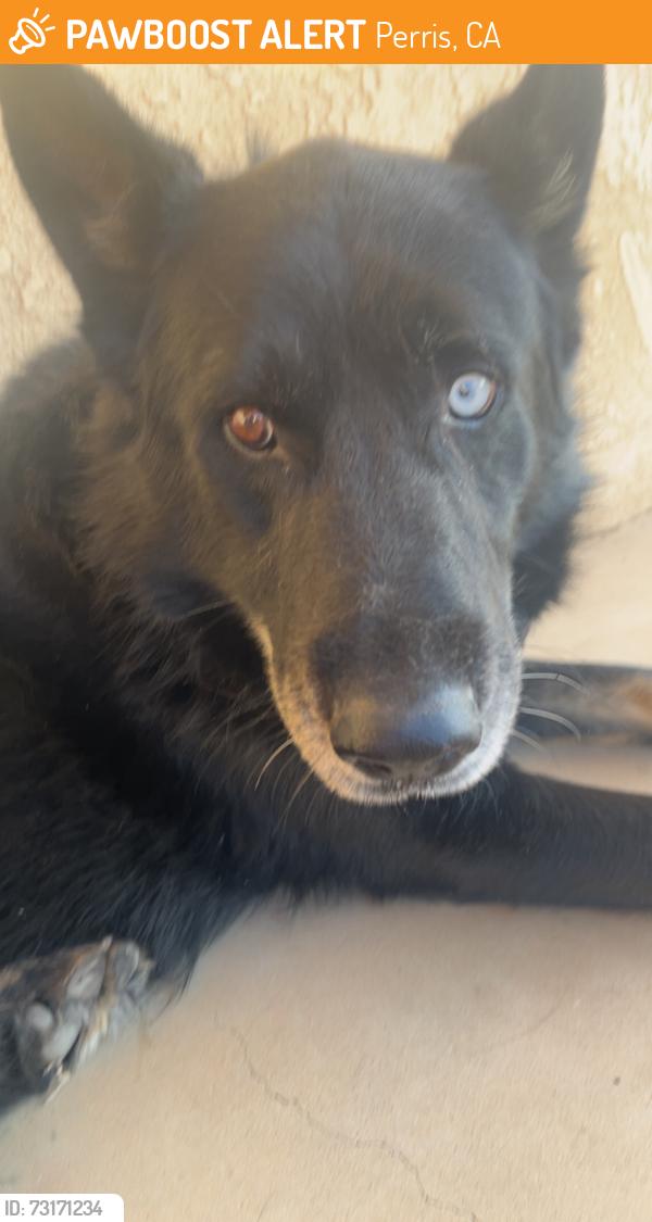 Found/Stray Male Dog last seen Church, Perris, CA 92570