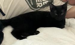 Found/Stray Female Cat last seen Between Chesapeake Humane Society parking lot and a hse, Chesapeake, VA 23322
