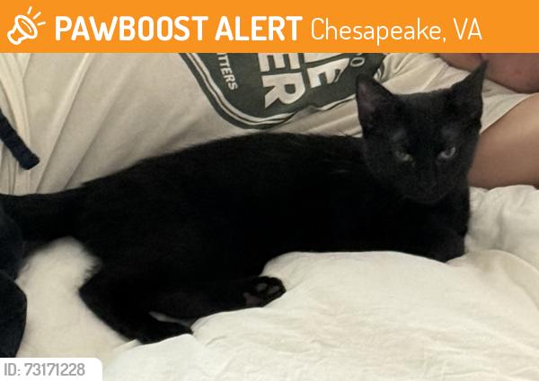 Found/Stray Female Cat last seen Between Chesapeake Humane Society parking lot and a hse, Chesapeake, VA 23322