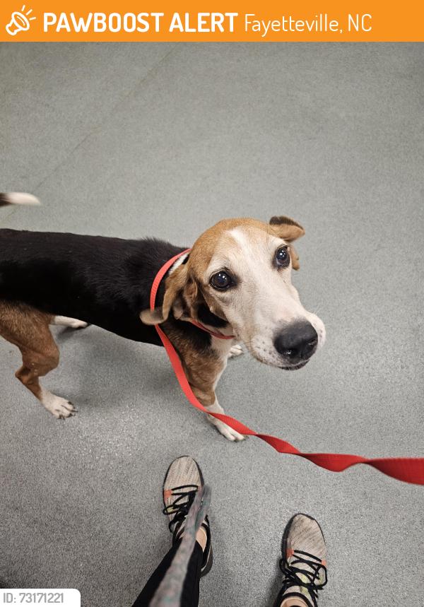 Found/Stray Male Dog last seen Near speech therapy innovations building, Fayetteville, NC 28311