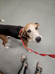 Found/Stray Male Dog last seen Near speech therapy innovations building, Fayetteville, NC 28311