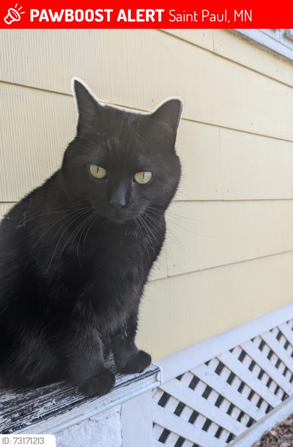Lost Female Cat last seen Orange Ave and Cypress St, Saint Paul, MN 55106