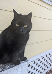 Lost Female Cat last seen Orange Ave and Cypress St, Saint Paul, MN 55106