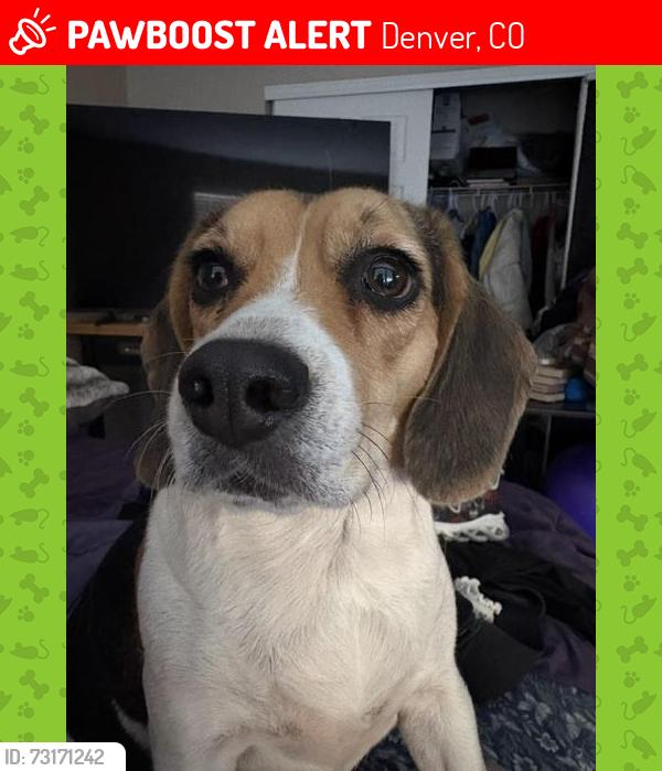 Lost Female Dog last seen E. 45th Ave & Fairplay, Denver, CO, Denver, CO 80239