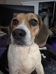 Lost Female Dog last seen E. 45th Ave & Fairplay, Denver, CO, Denver, CO 80239