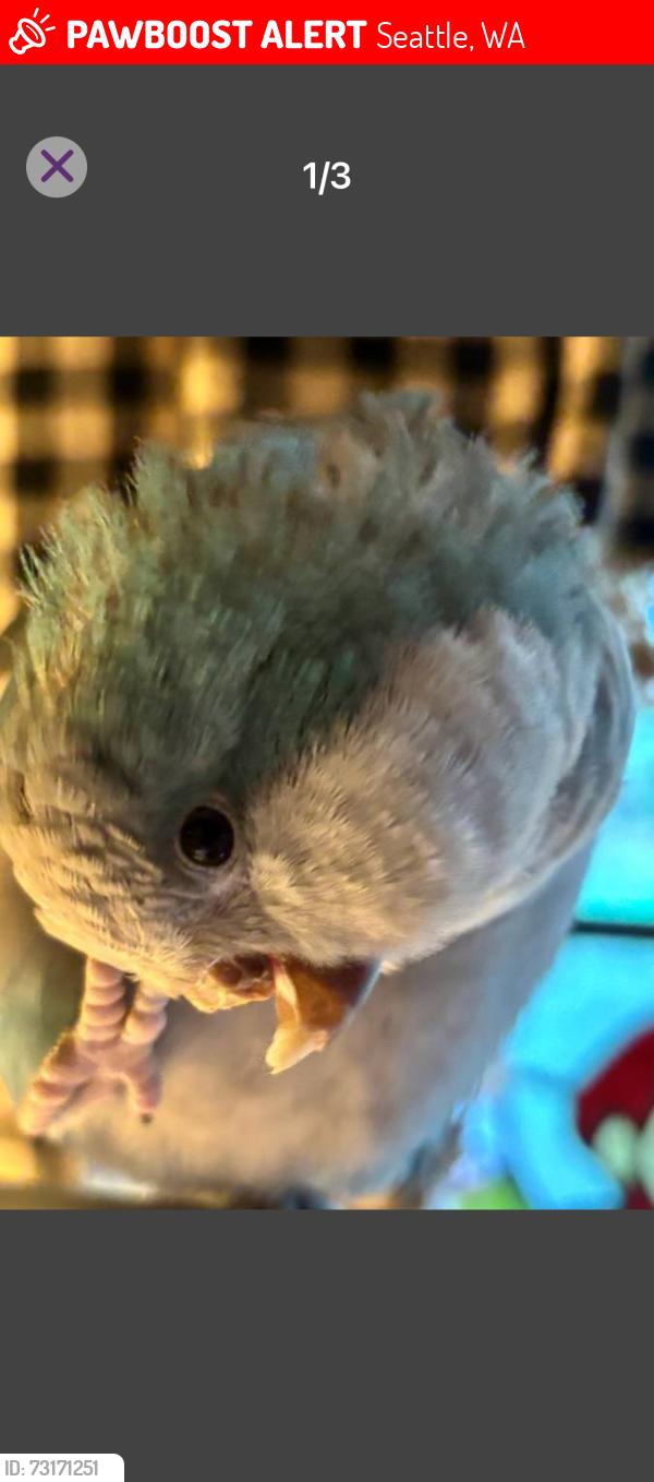 Lost Female Bird last seen SW 100th Street, Seattle, WA 98136