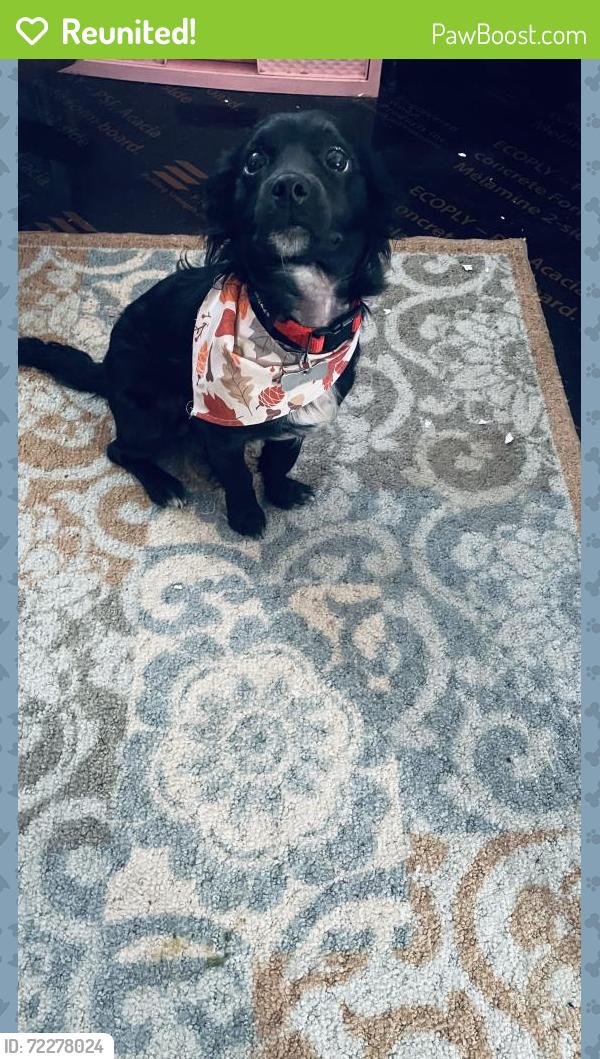 Reunited Male Dog last seen Oxford Drive, Town 'n' Country, FL 33615