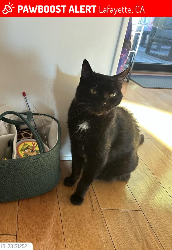 Lost Male Cat last seen Mountain View Place and Mountain View Drive, Lafayette, CA 94549