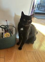 Lost Male Cat last seen Mountain View Place and Mountain View Drive, Lafayette, CA 94549