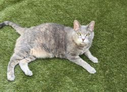 Lost Female Cat last seen New Albany Rd W and W Campus Rd, New Albany, OH 43054