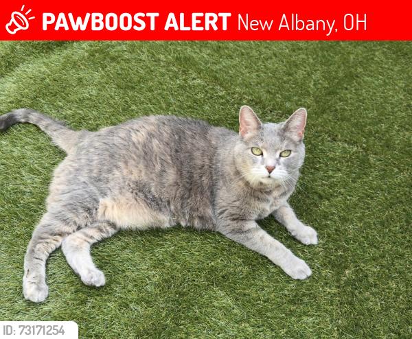 Lost Female Cat last seen New Albany Rd W and W Campus Rd, New Albany, OH 43054