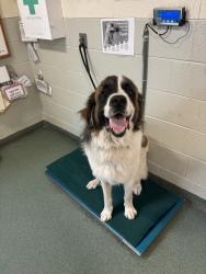 Shelter Stray Male Dog last seen Chevelle Drive, North Chesterfield, VA, 23235, 9300 Public Works Rd, Chesterfield, VA 23832, USA