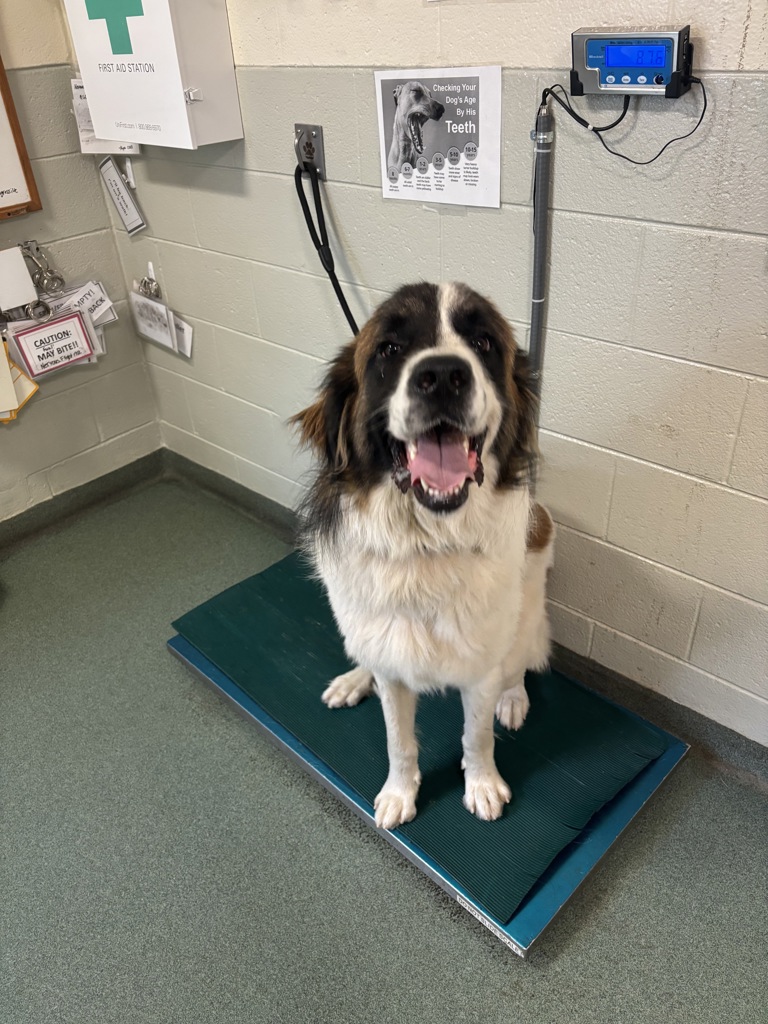 Shelter Stray Male Dog last seen Chevelle Drive, North Chesterfield, VA, 23235, 9300 Public Works Rd, Chesterfield, VA 23832, USA