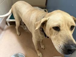 Shelter Stray Female Dog last seen Not Provided., San Diego, CA, 92114, 5500 Gaines St, San Diego, CA 92110, USA