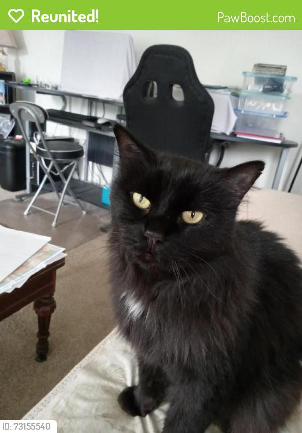 Reunited Female Cat last seen 18St & 15Ave S, Lethbridge, AB T1K 0W9