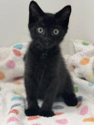 Shelter Stray Female Cat last seen Near S Wallace Lane, Holladay, UT, 84117, 511 W 3900 S, Salt Lake City, UT 84123, USA