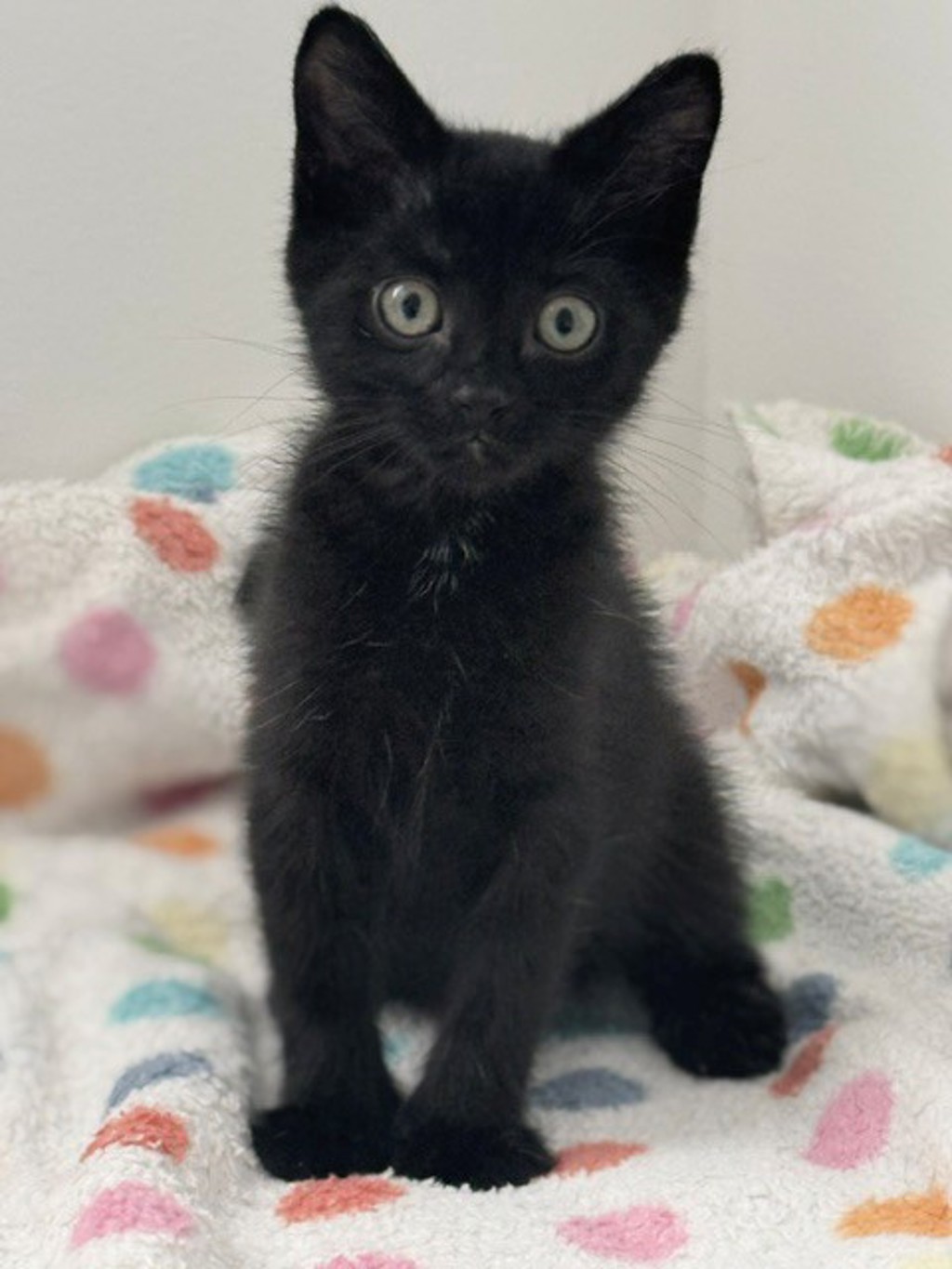 Shelter Stray Female Cat last seen Near S Wallace Lane, Holladay, UT, 84117, 511 W 3900 S, Salt Lake City, UT 84123, USA