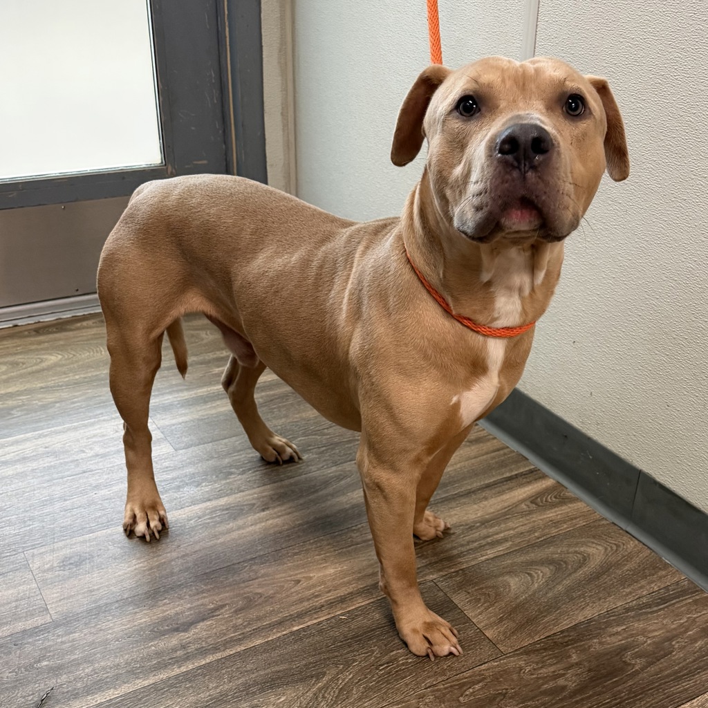 Shelter Stray Male Dog last seen Near Alvarado Canyon Road, San Diego, CA, 92120, 5500 Gaines St, San Diego, CA 92110, USA