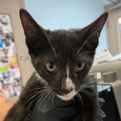 Shelter Stray Male Cat last seen Near Florence Street, San Diego, CA, 92113, 5500 Gaines St, San Diego, CA 92110, USA