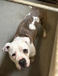 Shelter Stray Male Dog last seen Near W 9th Avenue, Midvale, UT, 84047, 511 W 3900 S, Salt Lake City, UT 84123, USA