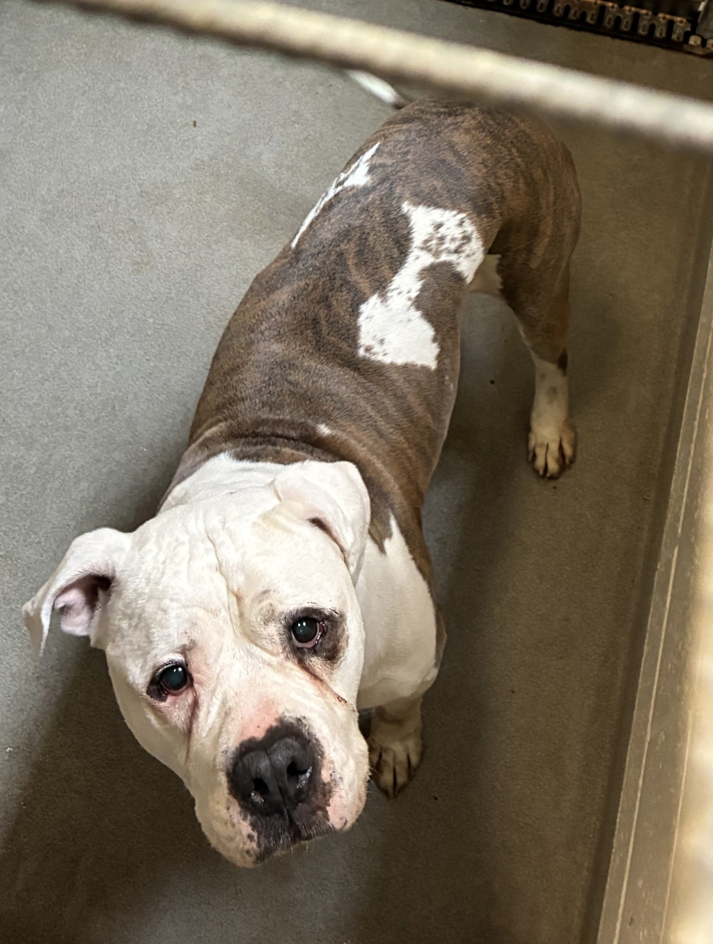 Shelter Stray Male Dog last seen Near W 9th Avenue, Midvale, UT, 84047, 511 W 3900 S, Salt Lake City, UT 84123, USA