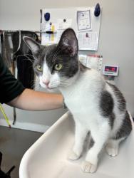 Shelter Stray Male Cat last seen Near S River Reserve Court, Midvale, UT, 84047, 511 W 3900 S, Salt Lake City, UT 84123, USA