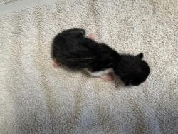 Shelter Stray Male Cat last seen La Torturga, Vista, CA, 92081, Oceanside, CA 92058, USA