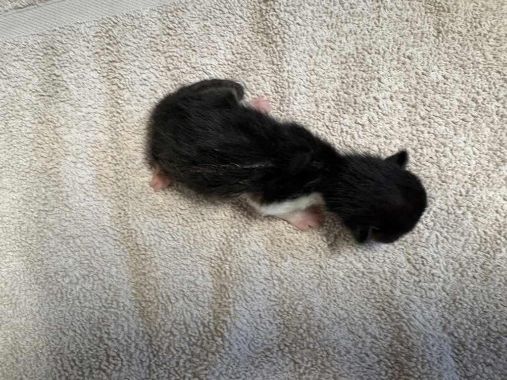 Shelter Stray Male Cat last seen La Torturga, Vista, CA, 92081, Oceanside, CA 92058, USA